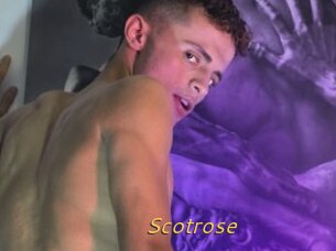 Scotrose